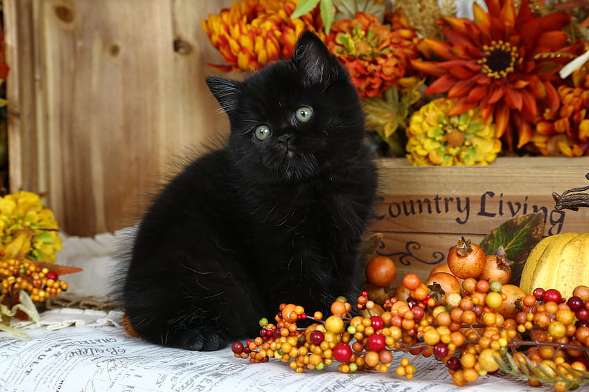 Cute black kitty, sweet, kitten, black, kitty, cute, adorable, flowers, fluffy HD wallpaper