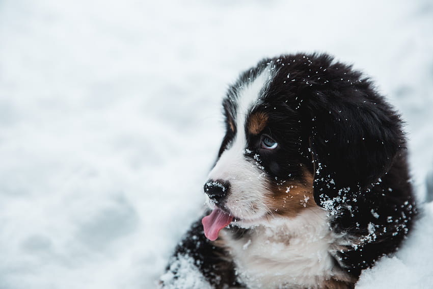 動物, 雪, 犬, 突き出た舌, 突き出た舌, 子犬 高画質の壁紙
