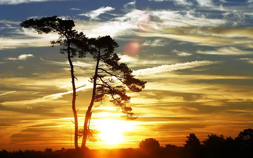 Nature, Sunset, Sky, Clouds, Wood, Tree, Evening, Air, Lungs, Weightless HD wallpaper