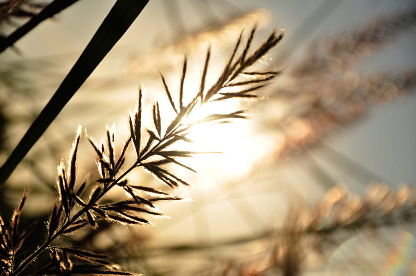 Nature, Glare, Branch, Sunbeam HD wallpaper