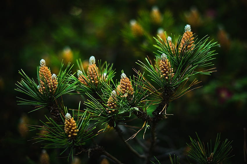 Wallpaper Green Pine Cone in Close up Photography Background  Download  Free Image