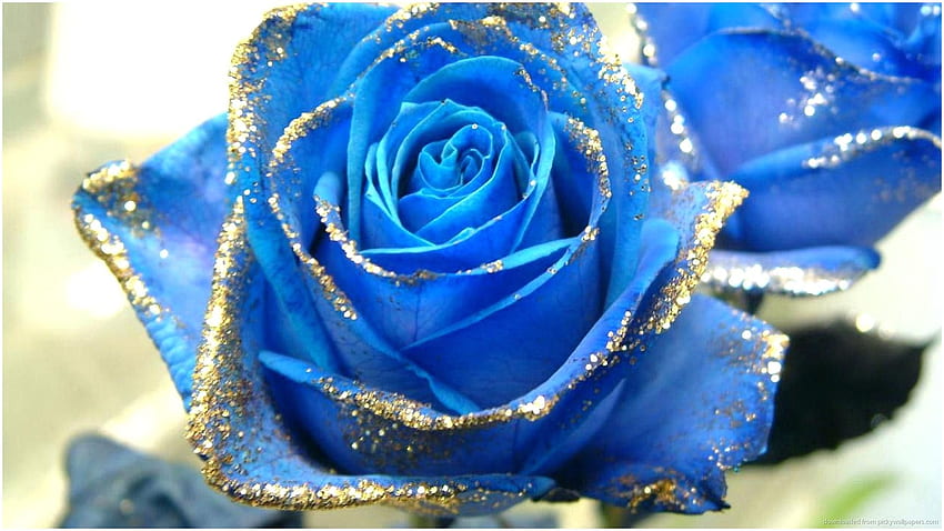 Il meglio del fiore blu reale, fiori blu reale Sfondo HD