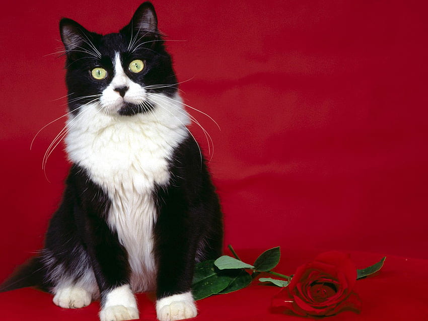 Calico with a red rose, animal, kitten, rose, flower, calico, cat, feline HD wallpaper