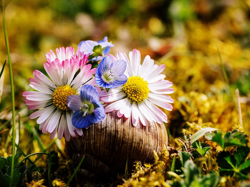 Early Spring, nature, spring, flora, flower HD wallpaper