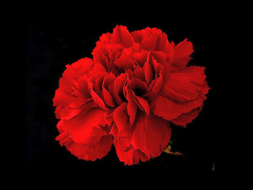 Red Flower, beautiful, , red, flower HD wallpaper | Pxfuel