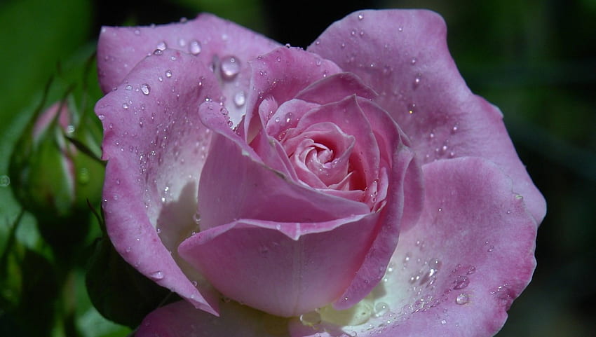 Rose Drops Pink Flower Hd Wallpaper Pxfuel