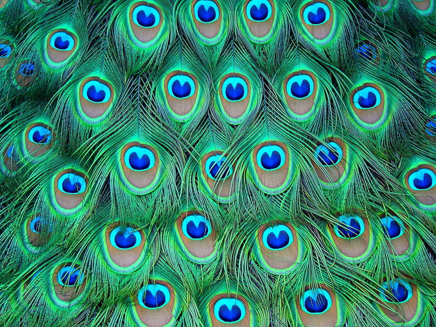1920x1080px, 1080P Free download | Get Inspired For Mor Pankh Peacock