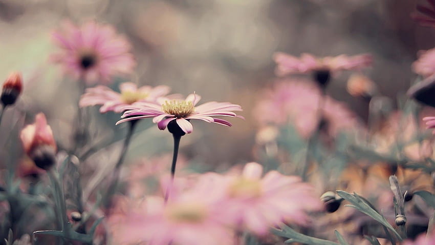 Vintage Flowers, Vintage Fall Flower HD wallpaper | Pxfuel