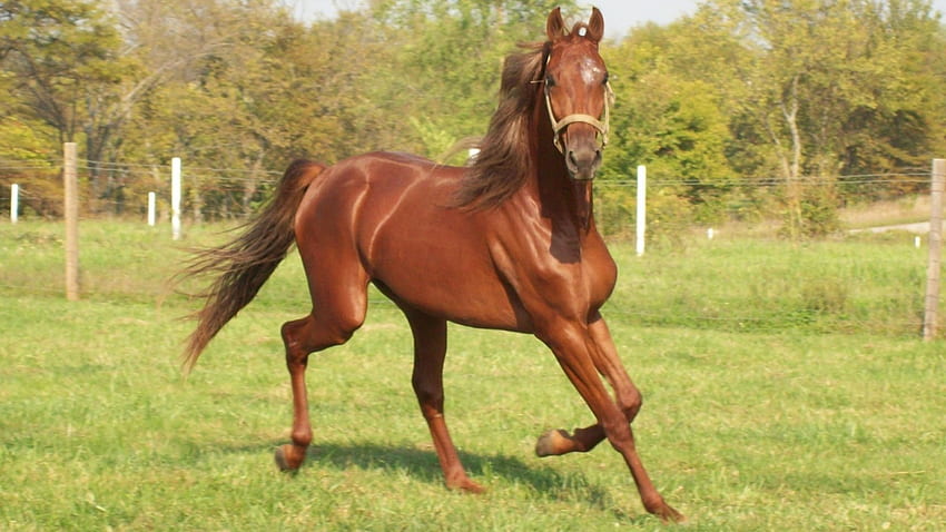 Saddlebred Horse, mare, stallion, animals, colts, saddlebred, nature, filly HD wallpaper