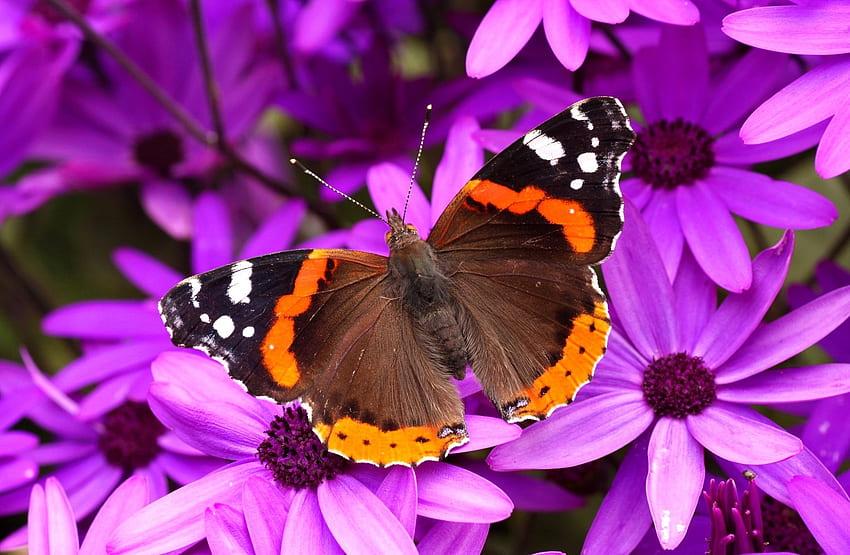 Butterfly on Purple Flowers, animal, purple, wings, butterfly, petals, insects, flowers HD wallpaper