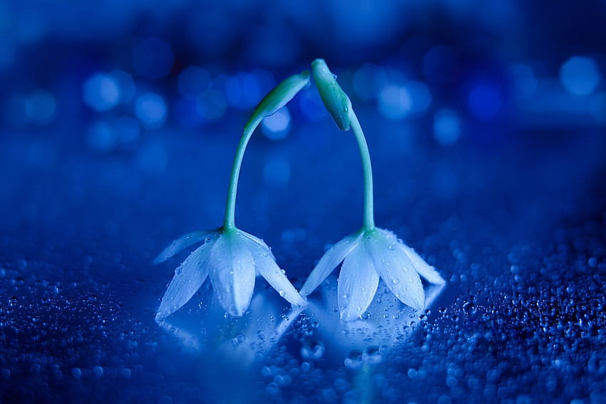 Schöne Blumen, Blau, Natur, Blumen, Blütenblätter HD-Hintergrundbild