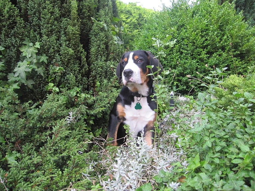 Juliana Rose on Greater Swiss Mountain Dog. Dog breeds HD wallpaper