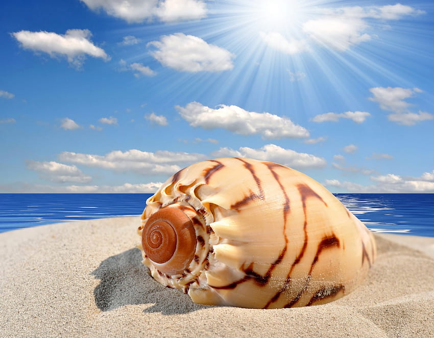 貝殻、海、日差し、貝殻、砂、空、ビーチ 高画質の壁紙