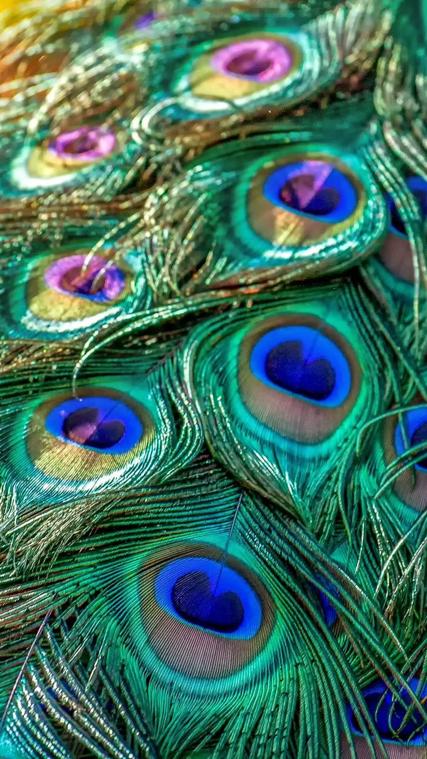 Plumage, feathers, bird, peacock, . Feather , Peacock, Peacock feathers, Colorful Feather HD phone wallpaper