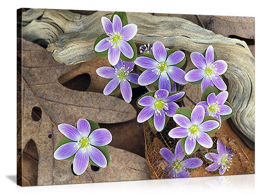 紫の花、紫、木、花、葉、マクロ 高画質の壁紙