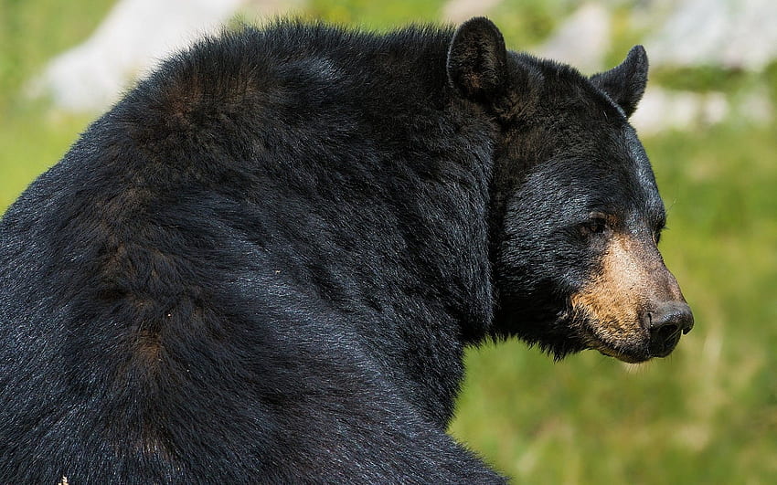 Orso nero, simpatico orso nativo americano Sfondo HD