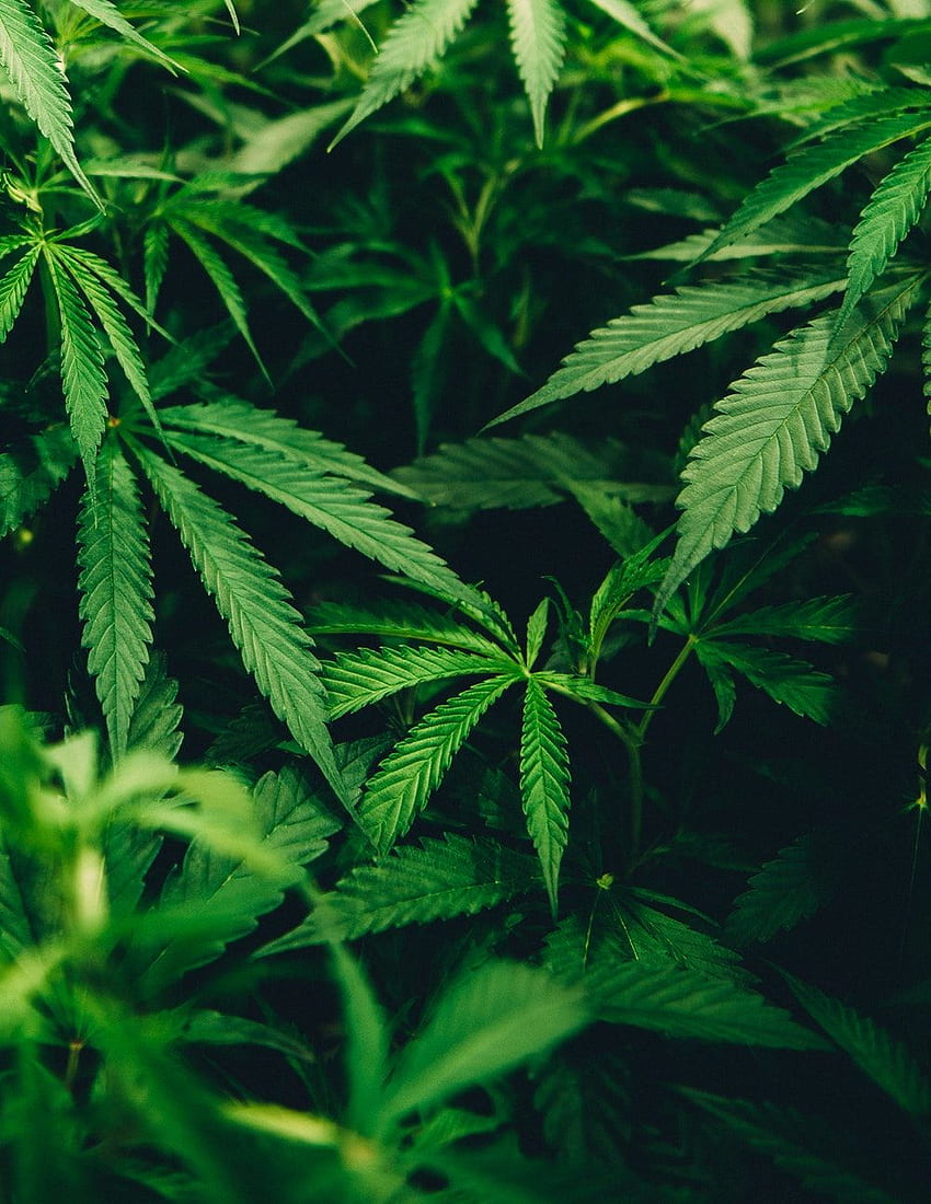 Cannabis, Maconha Fond d'écran de téléphone HD