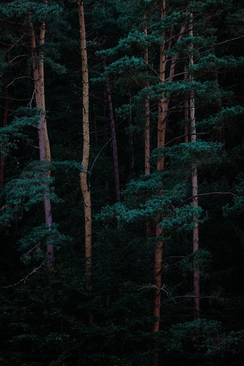 gęsty zielony las. Las, drzewo iphone, grafika natury, ciemnozielony las Tapeta na telefon HD