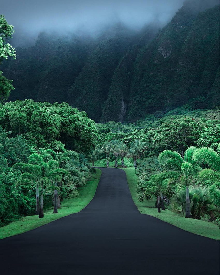 джунгла, път, Хавай, асфалт, планини / и мобилен фон HD тапет за телефон