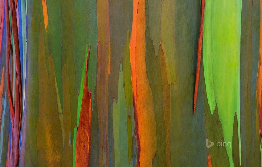 nature, tree, color, Hawaii, bark, Maui, rainbow, Eucalyptus HD wallpaper