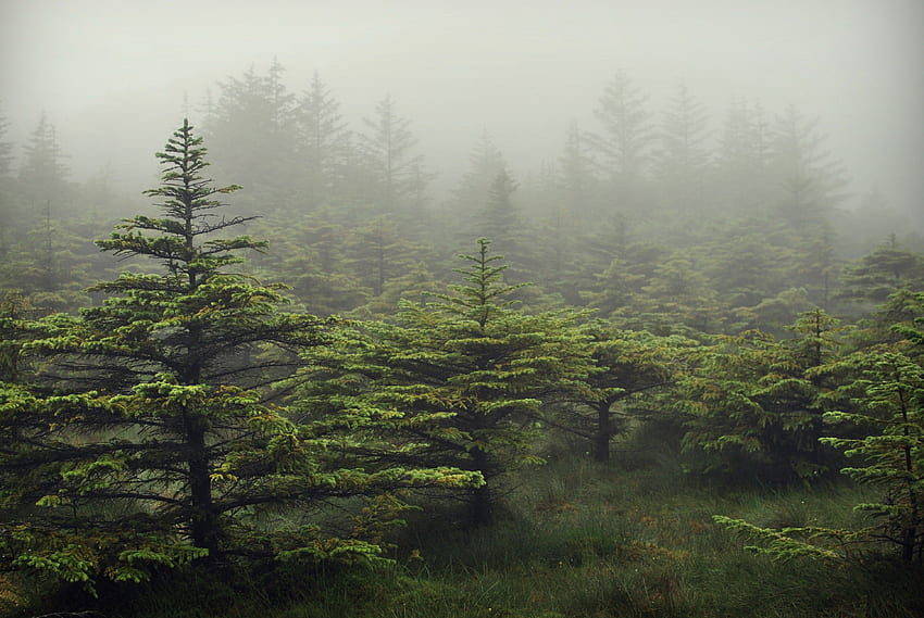 пейзажи, дървета, гора, мъгла, Шотландия, Евъргрийн HD тапет