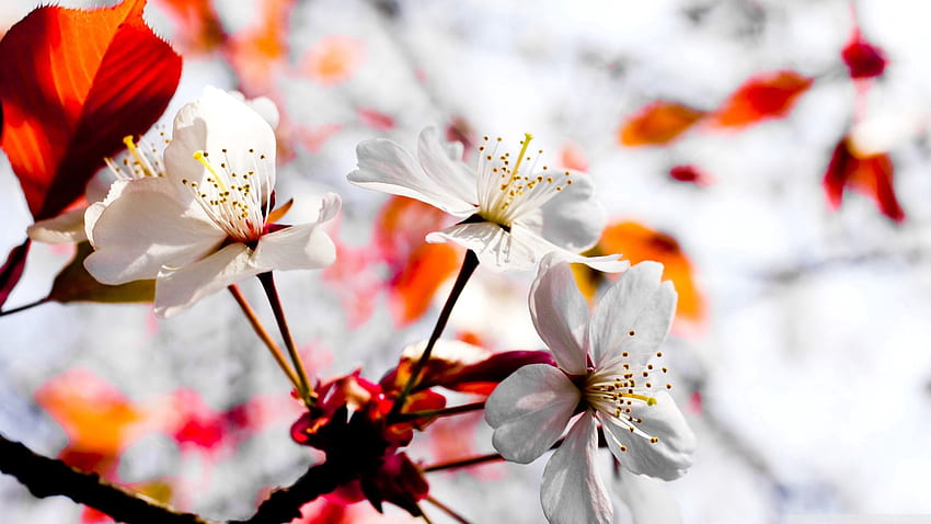 Flowers, Macro, Light, Bloom, Flowering, Light Coloured, Spring HD wallpaper