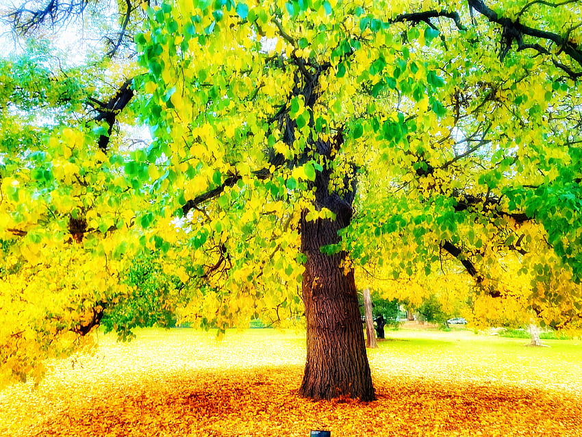 Autumn tree, Leaves, Tree, Yellow, Green, Park, Autumn HD wallpaper