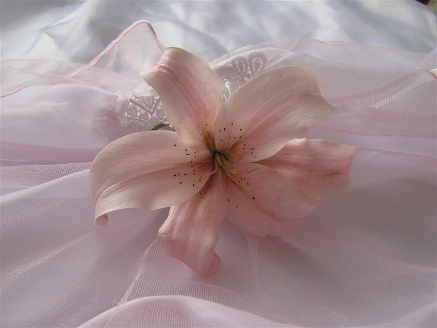 Menunggu Nona, pastel, merah muda, putih, cantik, bunga, renda, bunga bakung Wallpaper HD