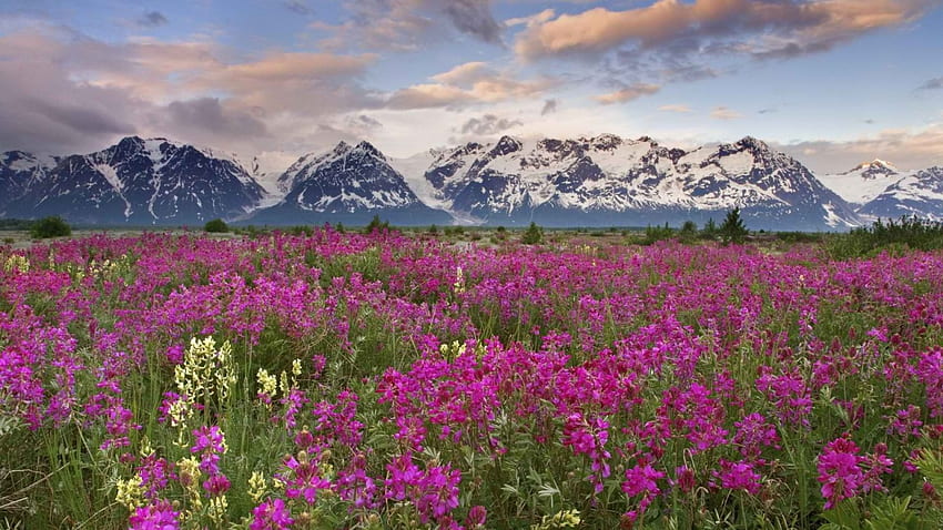 Field of Wild Flowers in British Columbia, Canada, columbia, british, bunch, wild, mountain, purple, snow, fields, clouds, nature, flowers, sky, canada HD wallpaper