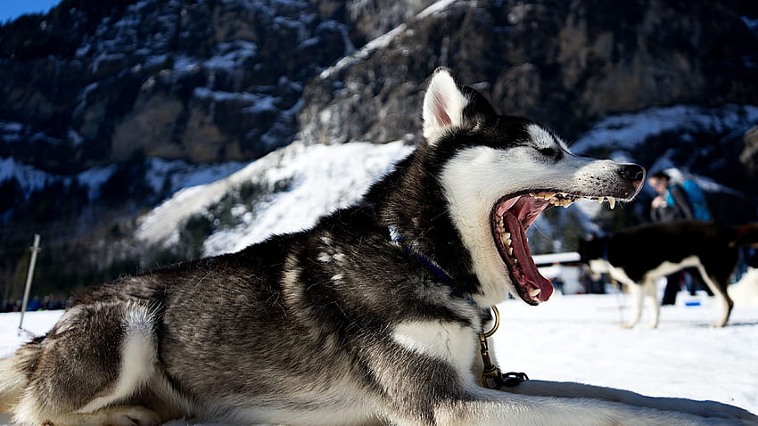 White and black wolf, Siberian Husky, wolf, animals, landscape, Cool Husky HD wallpaper