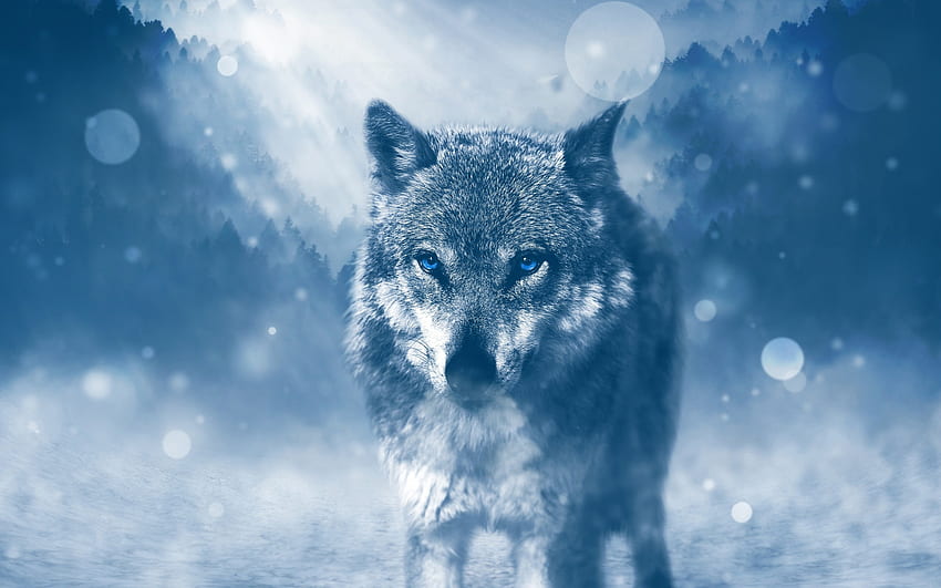 wild wolf, dog, animal, canine, wolf HD wallpaper