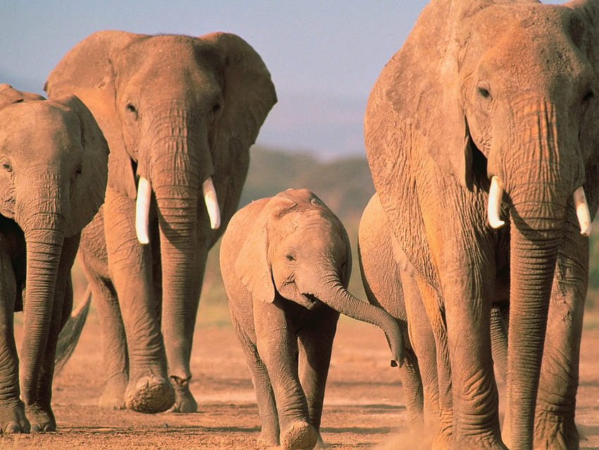 Walking Home, Afryka, słonie Tapeta HD