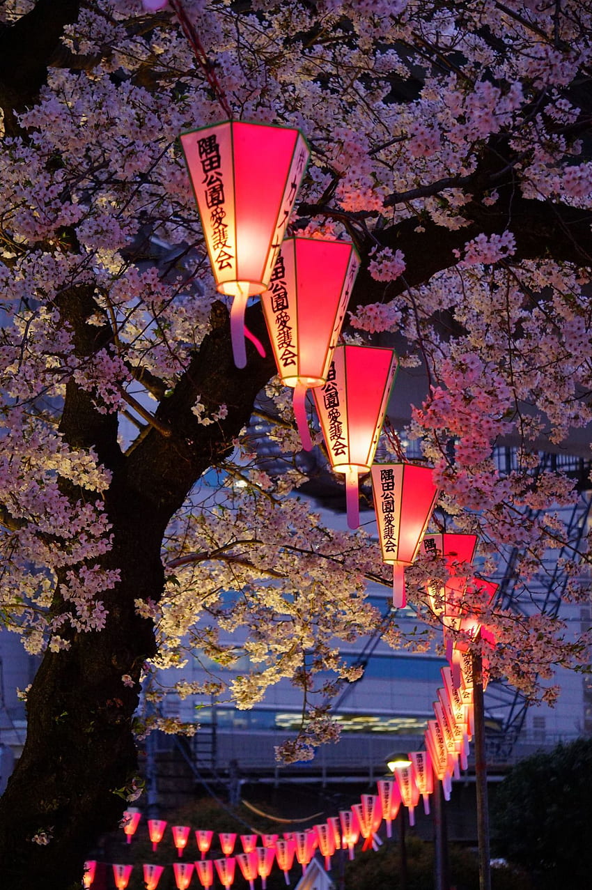 ❤ Negozio Kawaii ❤. Lanterne giapponesi, Giappone estetico, Lanterne di carta giapponesi Sfondo del telefono HD