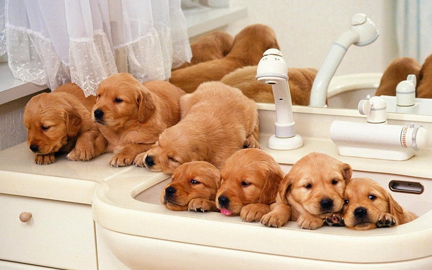 Retriever Puppies, dog, animal, puppies, cute HD wallpaper