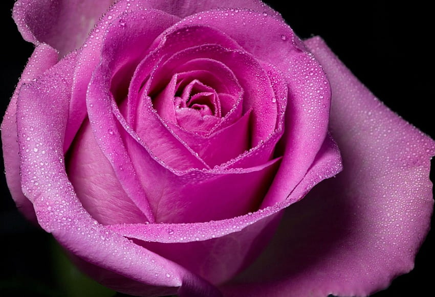 ღ❤ღ, rose, pink, beautiful, nature, flowers, water, droplets HD wallpaper