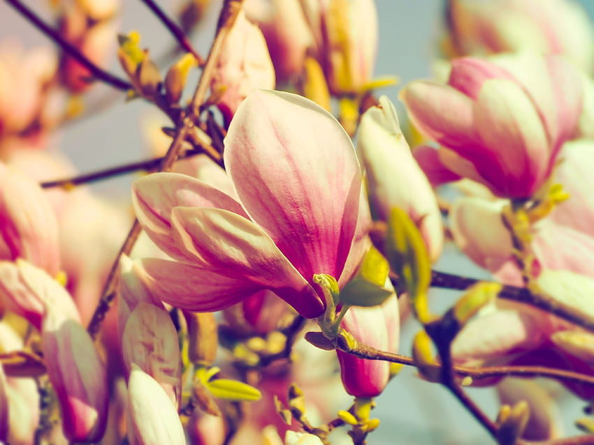 Fleurs, Pétales, Branche, Magnolia Fond d'écran HD