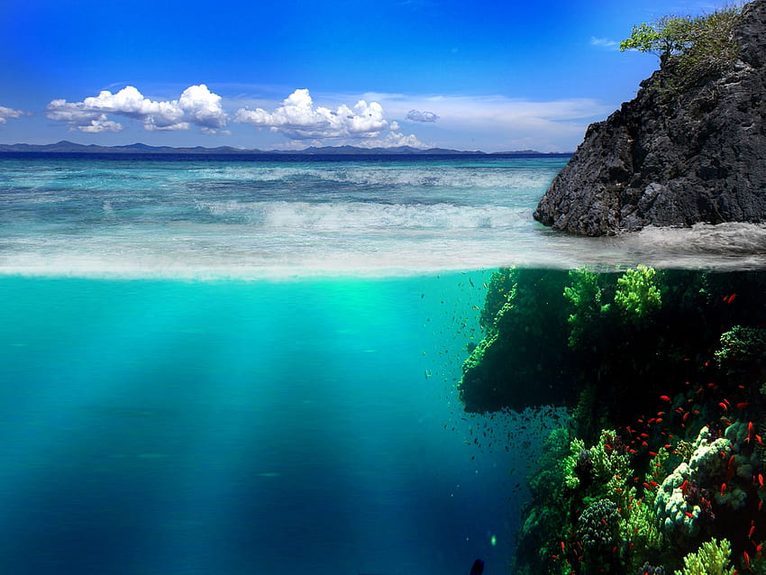 Alam, Laut, Bebatuan, Pantai, Tepian, Vegetasi, Dunia Bawah Laut, Ikan Wallpaper HD