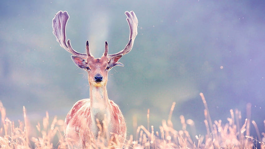 Animals, Grass, Blur, Smooth, Stroll, Deer, Horns HD wallpaper