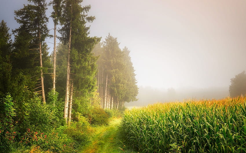 Cornfield in Mist, mist, trees, cornfield, path HD wallpaper