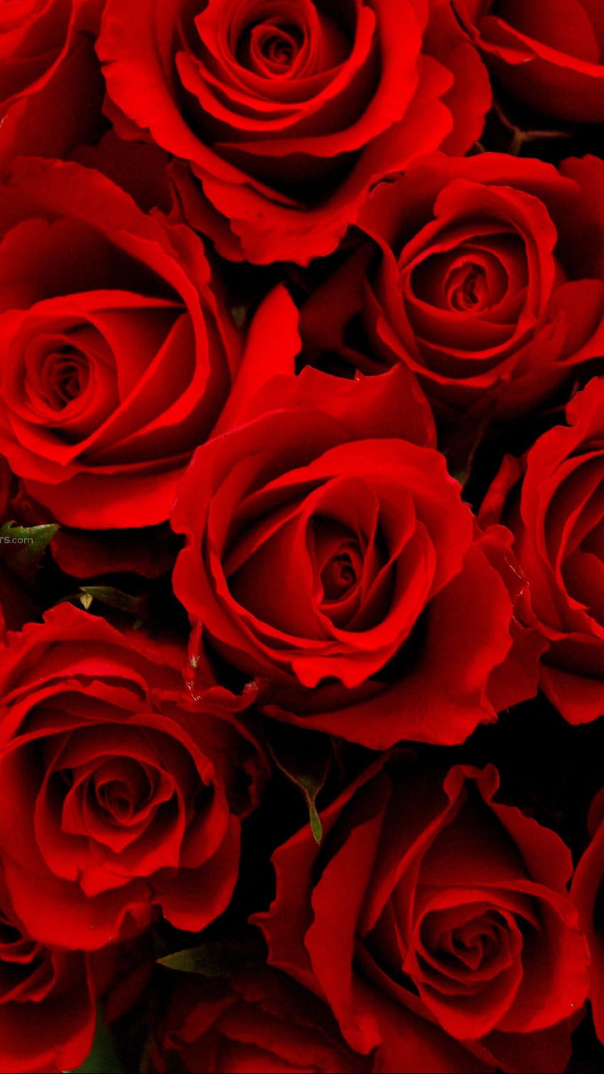 Red Rose, Red Roses HD phone wallpaper | Pxfuel