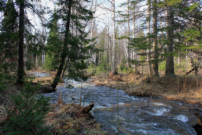 ภูมิทัศน์ ธรรมชาติ แม่น้ำ ต้นไม้ ป่าไม้ การไหล วอลล์เปเปอร์ HD