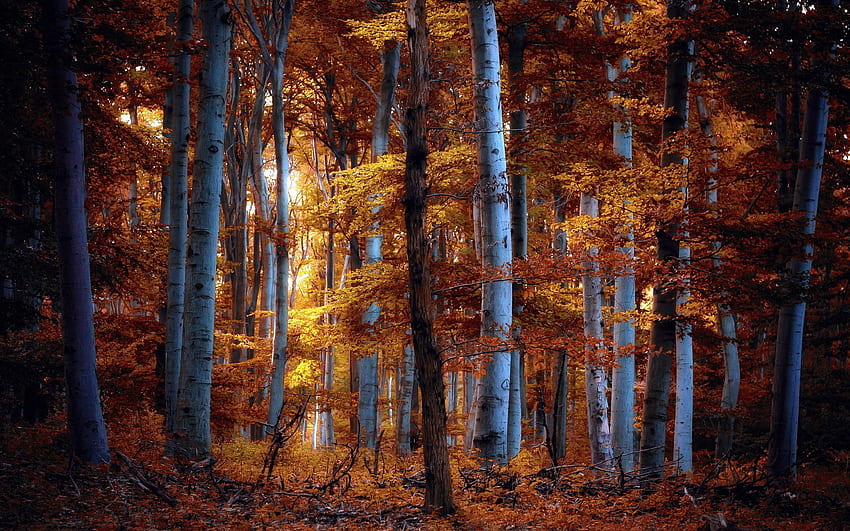 Floresta de Outono. Plano de fundo, noite da floresta de outono papel de parede HD