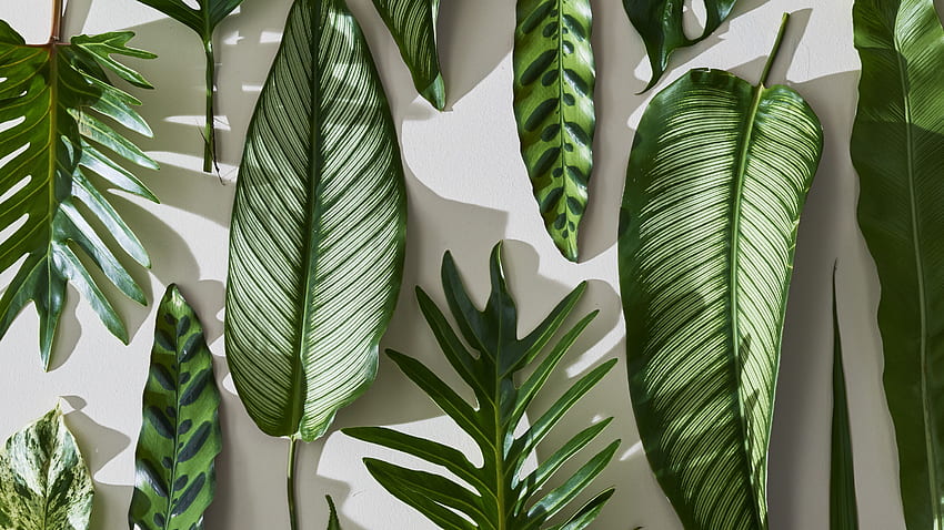 Ästhetische minimalistische Pflanze, minimales Blatt HD-Hintergrundbild