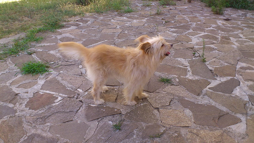 Shaggy, terrier, terier, roshko HD wallpaper