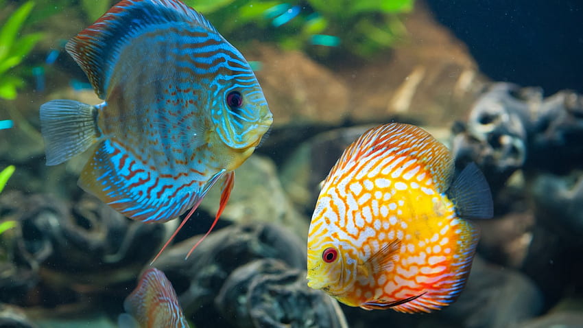 Dysk, egzotyczny, akwarium, ryba, ścieśniać, woda, niebieski, pomarańczowy, Najlepsze na świecie miejsca do nurkowania, Zwierzęta, Ryby słodkowodne Tapeta HD