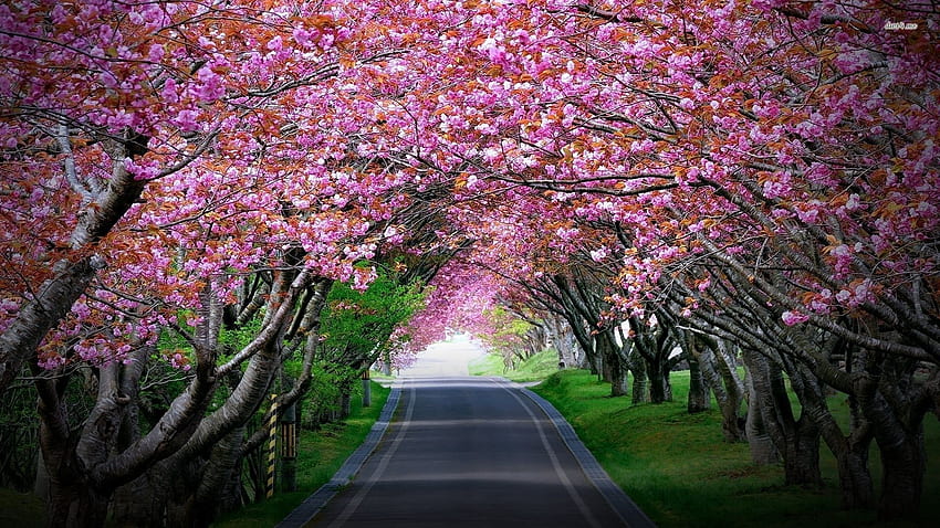 Magical tree tunnels around the world - Best Travel Tips, Beautiful Tunnels HD wallpaper