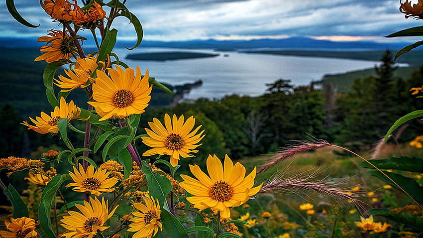 Cloudy summer evening at Height of Land near Rangeley, Maine., wildflowers, clouds, landscape, trees, sky, rocks, usa, lake HD wallpaper