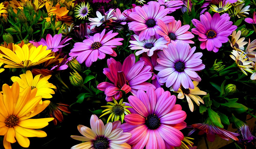 Colorful Daisies Ultra . Background, Flower HD wallpaper