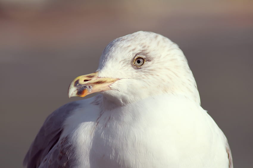 Animals, Bird, Beak, Gull, Seagull HD wallpaper