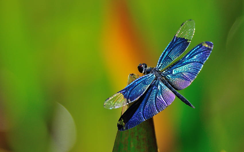 Blue dragonfly HD wallpaper